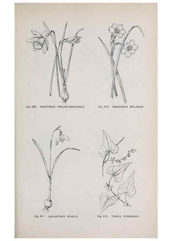 Reproducción/Reproduction 49743292866: The flora of the Liverpool district /. Liverpool :D. Marples & Co.,1902.. 