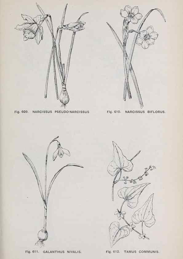 Reproducción/Reproduction 49743292866: The flora of the Liverpool district /. Liverpool :D. Marples & Co.,1902.. 