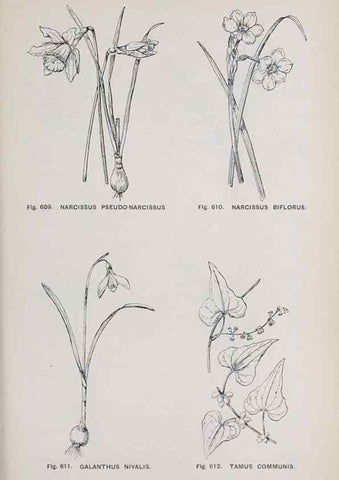 Reproducción/Reproduction 49743292866: The flora of the Liverpool district /. Liverpool :D. Marples & Co.,1902.. 