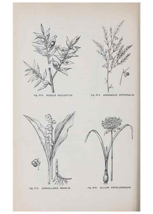 Reproducción/Reproduction 49743613832: The flora of the Liverpool district /. Liverpool :D. Marples & Co.,1902.. 