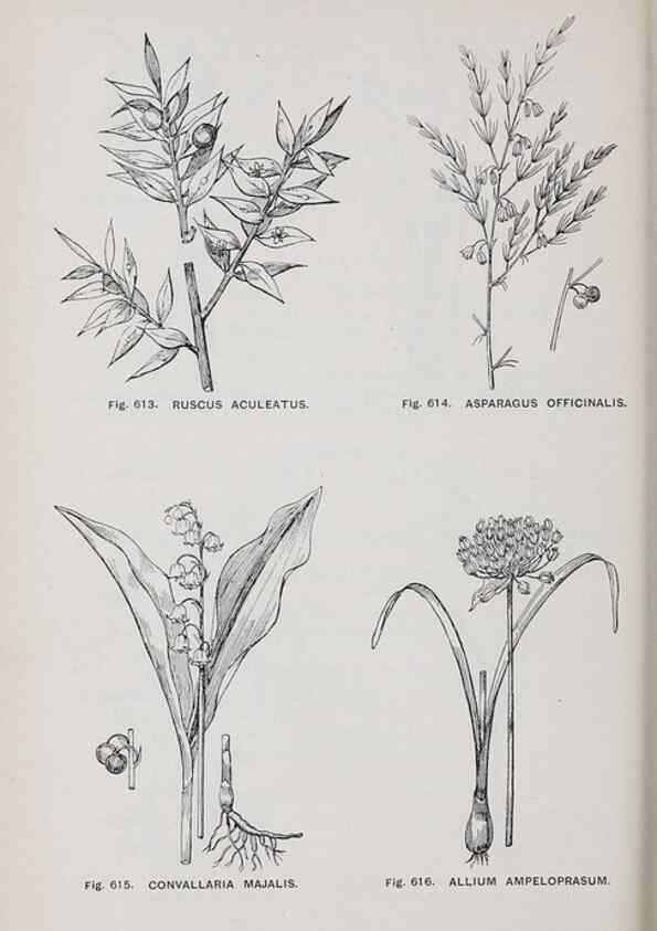 Reproducción/Reproduction 49743613832: The flora of the Liverpool district /. Liverpool :D. Marples & Co.,1902.. 
