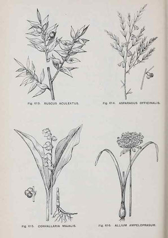 Reproducción/Reproduction 49743613832: The flora of the Liverpool district /. Liverpool :D. Marples & Co.,1902.. 