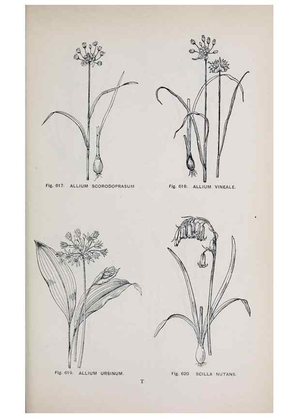 Reproducción/Reproduction 49743614112: The flora of the Liverpool district /. Liverpool :D. Marples & Co.,1902.. 