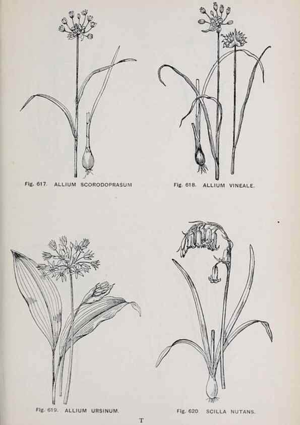 Reproducción/Reproduction 49743614112: The flora of the Liverpool district /. Liverpool :D. Marples & Co.,1902.. 