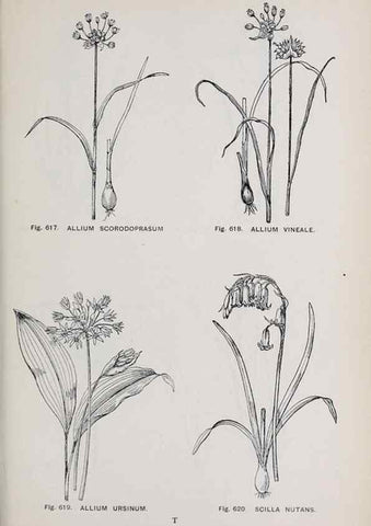Reproducción/Reproduction 49743614112: The flora of the Liverpool district /. Liverpool :D. Marples & Co.,1902.. 