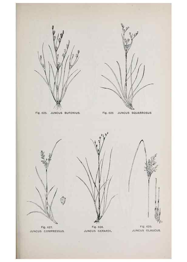 Reproducción/Reproduction 49742744553: The flora of the Liverpool district /. Liverpool :D. Marples & Co.,1902.. 