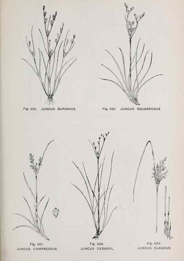 Reproducción/Reproduction 49742744553: The flora of the Liverpool district /. Liverpool :D. Marples & Co.,1902.. 