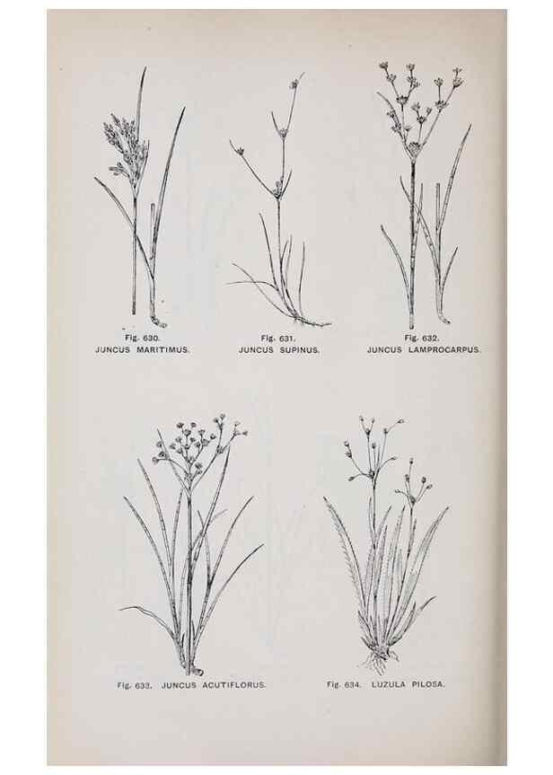 Reproducción/Reproduction 49742744873: The flora of the Liverpool district /. Liverpool :D. Marples & Co.,1902.. 
