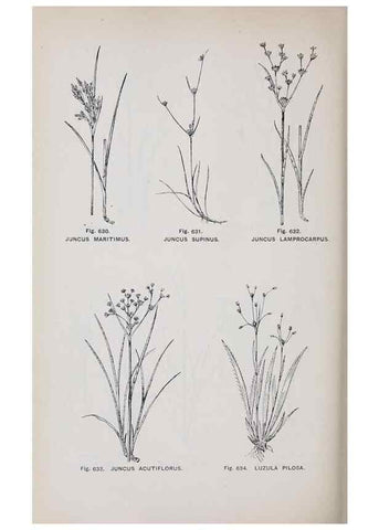 Reproducción/Reproduction 49742744873: The flora of the Liverpool district /. Liverpool :D. Marples & Co.,1902.. 