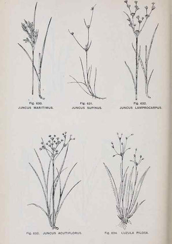 Reproducción/Reproduction 49742744873: The flora of the Liverpool district /. Liverpool :D. Marples & Co.,1902.. 