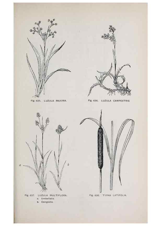 Reproducción/Reproduction 49743615342: The flora of the Liverpool district /. Liverpool :D. Marples & Co.,1902.. 