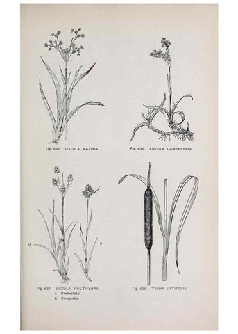 Reproducción/Reproduction 49743615342: The flora of the Liverpool district /. Liverpool :D. Marples & Co.,1902.. 