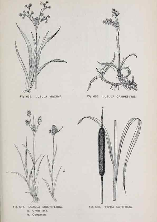 Reproducción/Reproduction 49743615342: The flora of the Liverpool district /. Liverpool :D. Marples & Co.,1902.. 