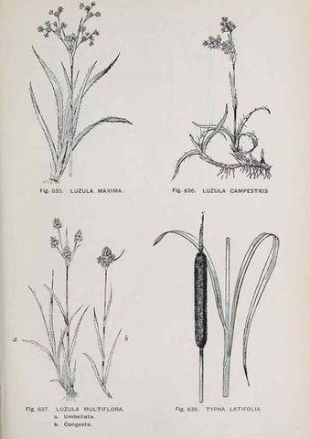 Reproducción/Reproduction 49743615342: The flora of the Liverpool district /. Liverpool :D. Marples & Co.,1902.. 