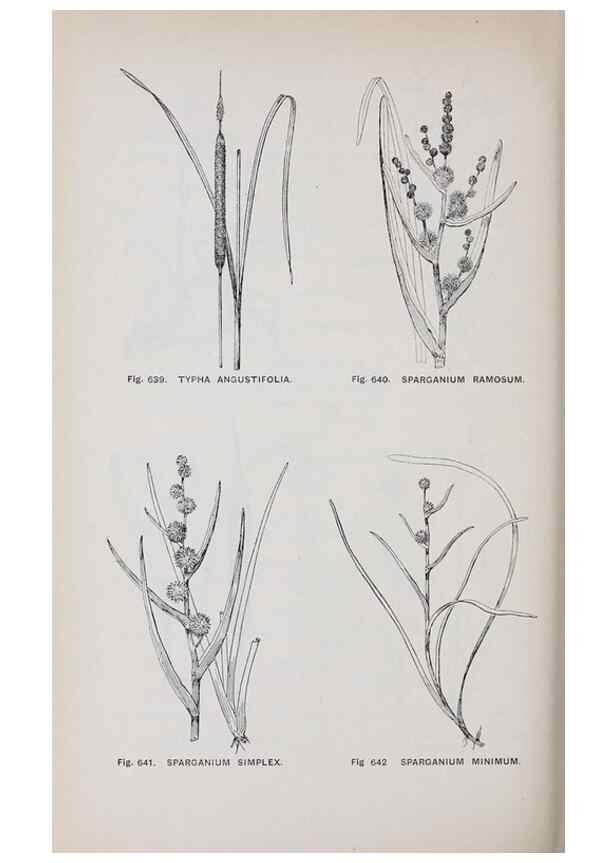 Reproducción/Reproduction 49743615722: The flora of the Liverpool district /. Liverpool :D. Marples & Co.,1902.. 