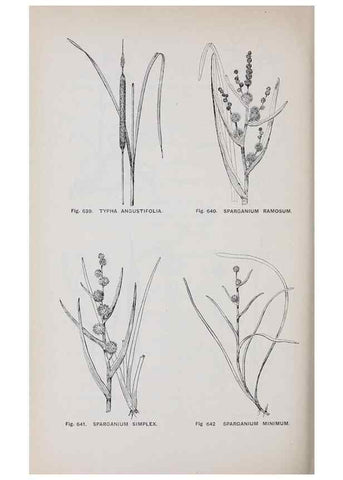 Reproducción/Reproduction 49743615722: The flora of the Liverpool district /. Liverpool :D. Marples & Co.,1902.. 