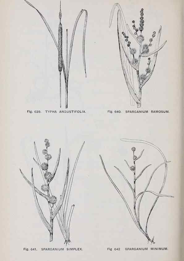 Reproducción/Reproduction 49743615722: The flora of the Liverpool district /. Liverpool :D. Marples & Co.,1902.. 