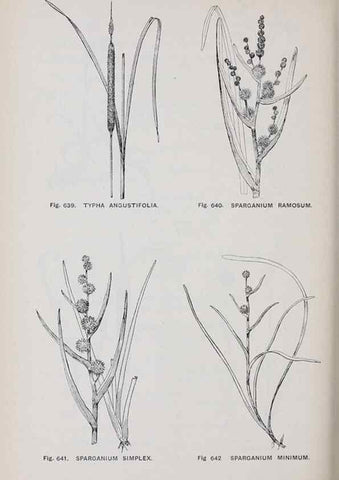 Reproducción/Reproduction 49743615722: The flora of the Liverpool district /. Liverpool :D. Marples & Co.,1902.. 