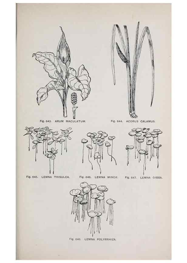 Reproducción/Reproduction 49743616117: The flora of the Liverpool district /. Liverpool :D. Marples & Co.,1902.. 