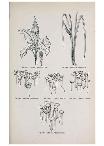 Reproducción/Reproduction 49743616117: The flora of the Liverpool district /. Liverpool :D. Marples & Co.,1902.. 