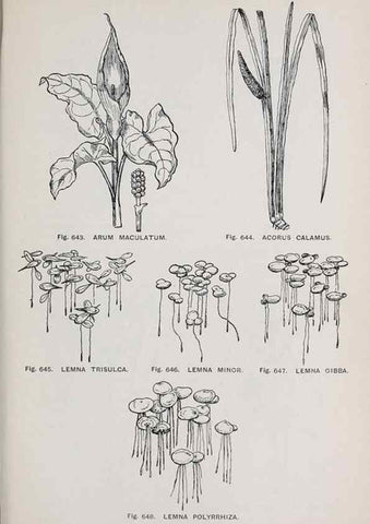 Reproducción/Reproduction 49743616117: The flora of the Liverpool district /. Liverpool :D. Marples & Co.,1902.. 