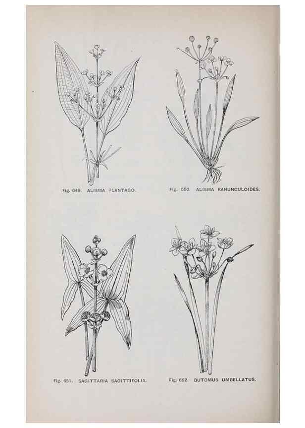 Reproducción/Reproduction 49742746128: The flora of the Liverpool district /. Liverpool :D. Marples & Co.,1902.. 
