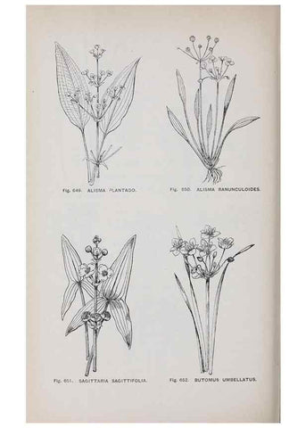 Reproducción/Reproduction 49742746128: The flora of the Liverpool district /. Liverpool :D. Marples & Co.,1902.. 