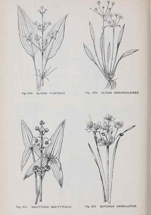 Reproducción/Reproduction 49742746128: The flora of the Liverpool district /. Liverpool :D. Marples & Co.,1902.. 
