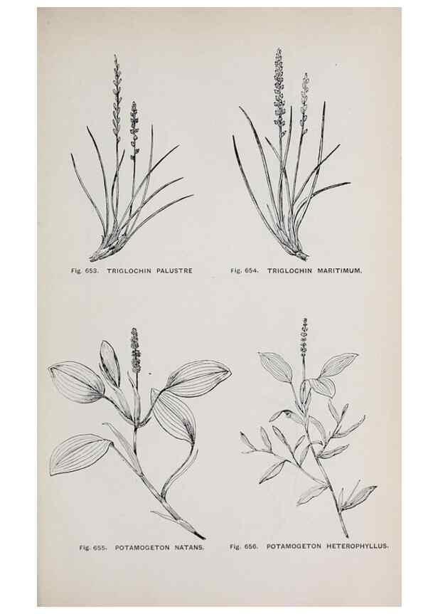 Reproducción/Reproduction 49743296271: The flora of the Liverpool district /. Liverpool :D. Marples & Co.,1902.. 