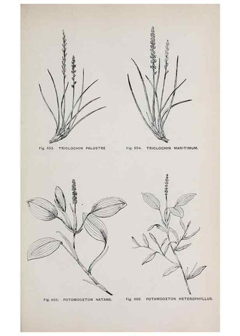 Reproducción/Reproduction 49743296271: The flora of the Liverpool district /. Liverpool :D. Marples & Co.,1902.. 