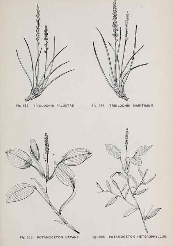 Reproducción/Reproduction 49743296271: The flora of the Liverpool district /. Liverpool :D. Marples & Co.,1902.. 