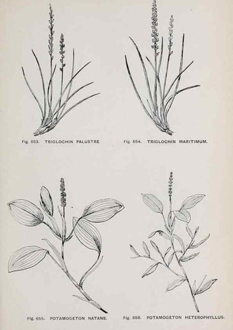 Reproducción/Reproduction 49743296271: The flora of the Liverpool district /. Liverpool :D. Marples & Co.,1902.. 