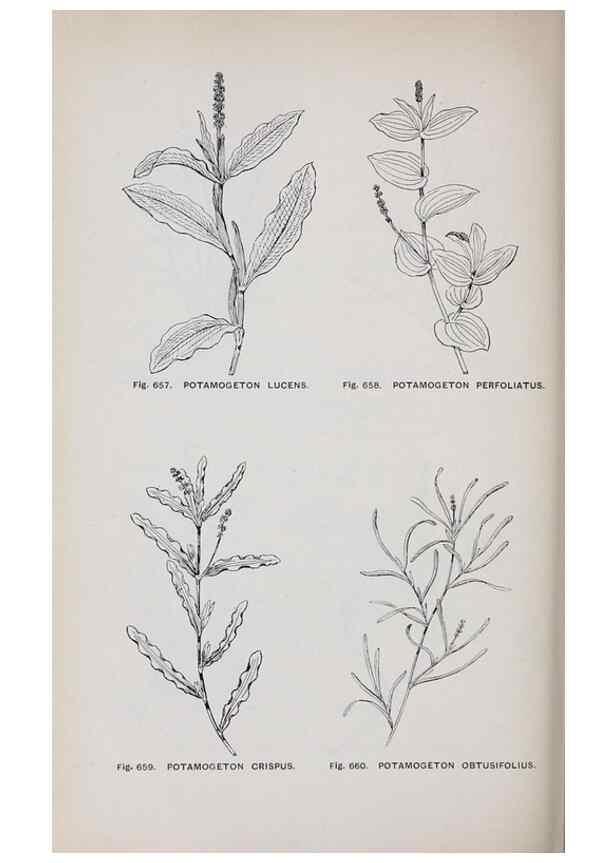 Reproducción/Reproduction 49743296651: The flora of the Liverpool district /. Liverpool :D. Marples & Co.,1902.. 