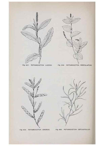 Reproducción/Reproduction 49743296651: The flora of the Liverpool district /. Liverpool :D. Marples & Co.,1902.. 