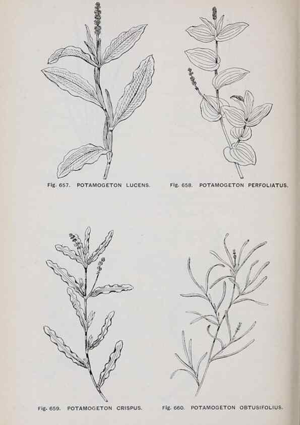 Reproducción/Reproduction 49743296651: The flora of the Liverpool district /. Liverpool :D. Marples & Co.,1902.. 