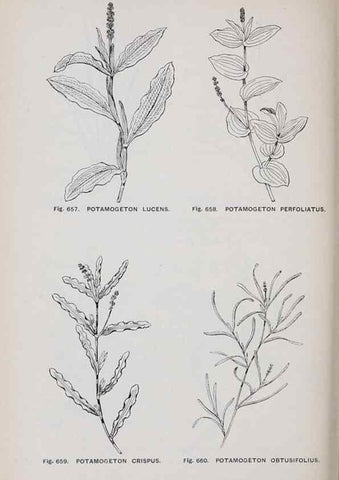 Reproducción/Reproduction 49743296651: The flora of the Liverpool district /. Liverpool :D. Marples & Co.,1902.. 