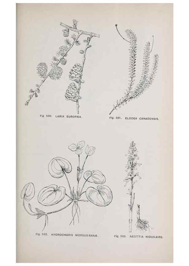 Reproducción/Reproduction 49743291746: The flora of the Liverpool district /. Liverpool :D. Marples & Co.,1902.. 