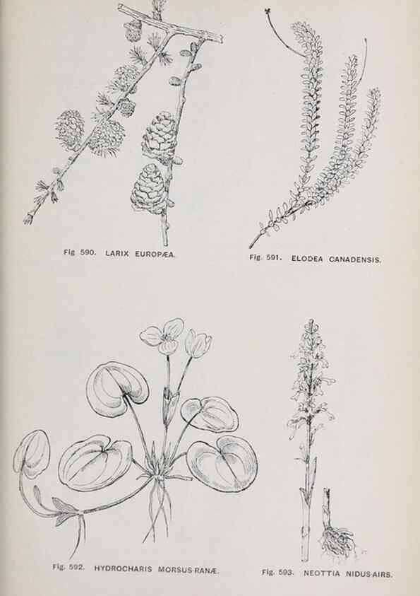 Reproducción/Reproduction 49743291746: The flora of the Liverpool district /. Liverpool :D. Marples & Co.,1902.. 