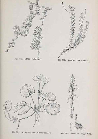 Reproducción/Reproduction 49743291746: The flora of the Liverpool district /. Liverpool :D. Marples & Co.,1902.. 
