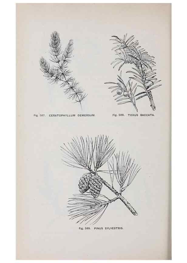 Reproducción/Reproduction 49743612117: The flora of the Liverpool district /. Liverpool :D. Marples & Co.,1902.. 