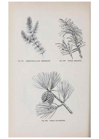 Reproducción/Reproduction 49743612117: The flora of the Liverpool district /. Liverpool :D. Marples & Co.,1902.. 