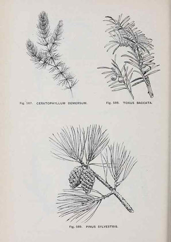 Reproducción/Reproduction 49743612117: The flora of the Liverpool district /. Liverpool :D. Marples & Co.,1902.. 