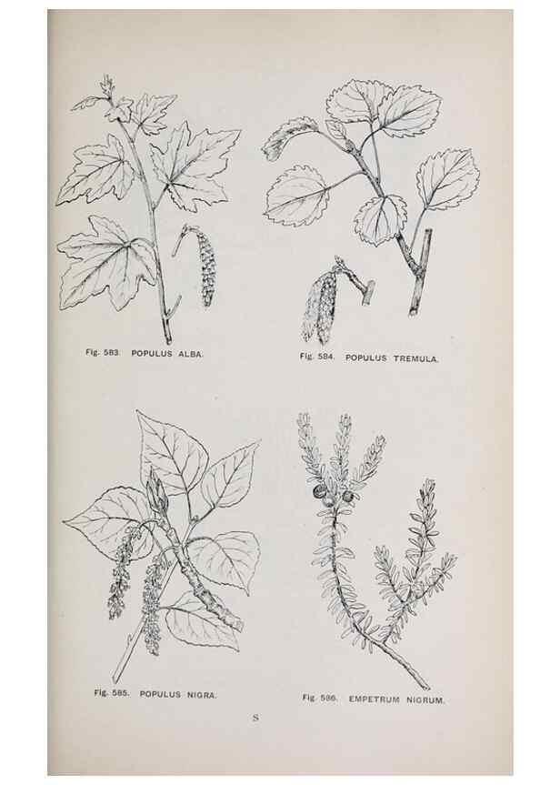 Reproducción/Reproduction 49743291126: The flora of the Liverpool district /. Liverpool :D. Marples & Co.,1902.. 