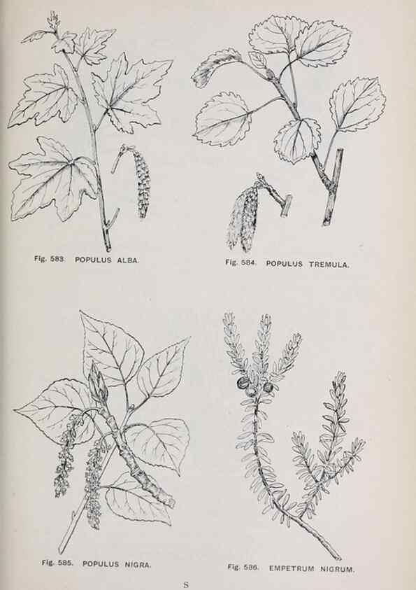 Reproducción/Reproduction 49743291126: The flora of the Liverpool district /. Liverpool :D. Marples & Co.,1902.. 