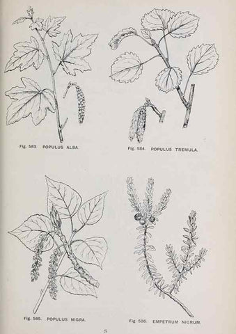 Reproducción/Reproduction 49743291126: The flora of the Liverpool district /. Liverpool :D. Marples & Co.,1902.. 