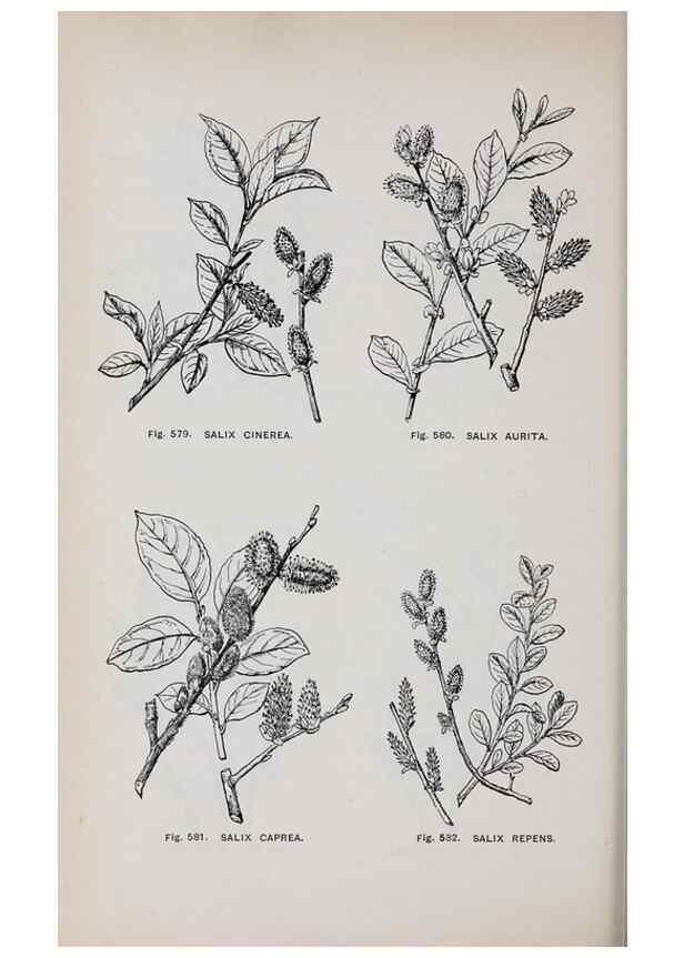 Reproducción/Reproduction 49743290851: The flora of the Liverpool district /. Liverpool :D. Marples & Co.,1902.. 