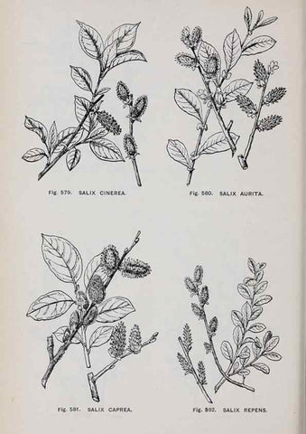 Reproducción/Reproduction 49743290851: The flora of the Liverpool district /. Liverpool :D. Marples & Co.,1902.. 