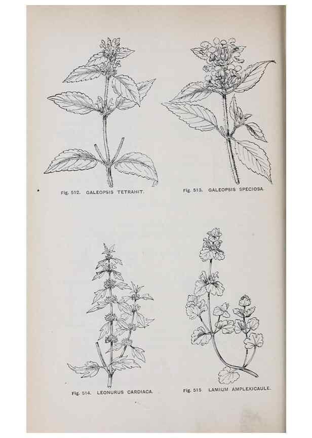 Reproducción/Reproduction 49742736278: The flora of the Liverpool district /. Liverpool :D. Marples & Co.,1902.. 