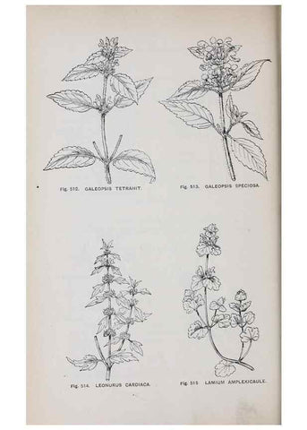 Reproducción/Reproduction 49742736278: The flora of the Liverpool district /. Liverpool :D. Marples & Co.,1902.. 