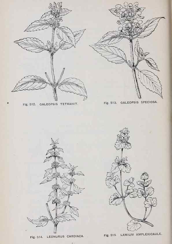 Reproducción/Reproduction 49742736278: The flora of the Liverpool district /. Liverpool :D. Marples & Co.,1902.. 